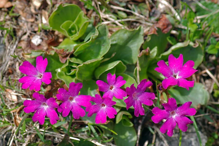 Primula polliniana (=Primula spectabilis) / Primula meravigliosa- fioritura ottobre